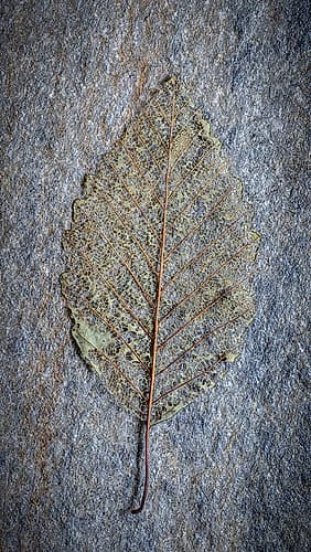 USA-Washington State-Seabeck Skeletonized alder leaf on rock Art Print